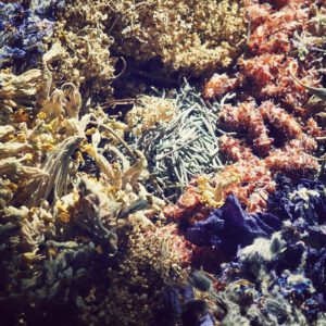 SIROP DES 11 PLANTES